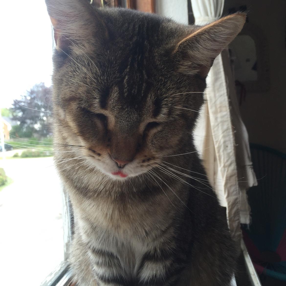 Huskat Alien billede 1