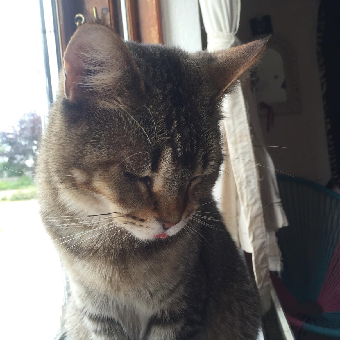 Huskat Alien billede 4