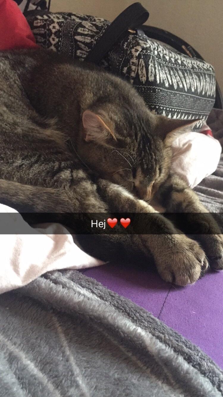 Huskat Alien billede 6