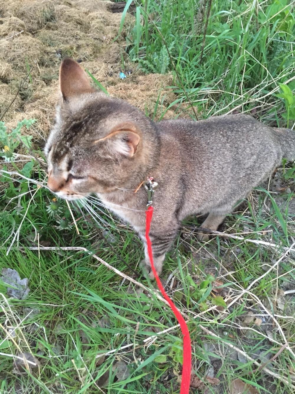 Huskat Alien billede 7