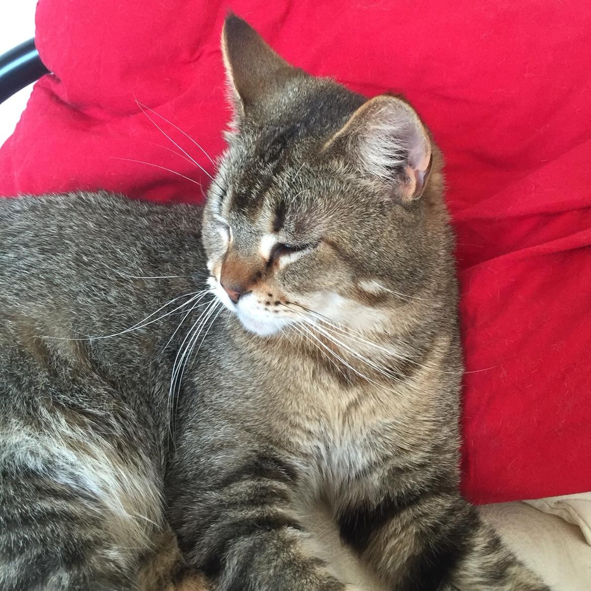 Huskat Alien billede 8