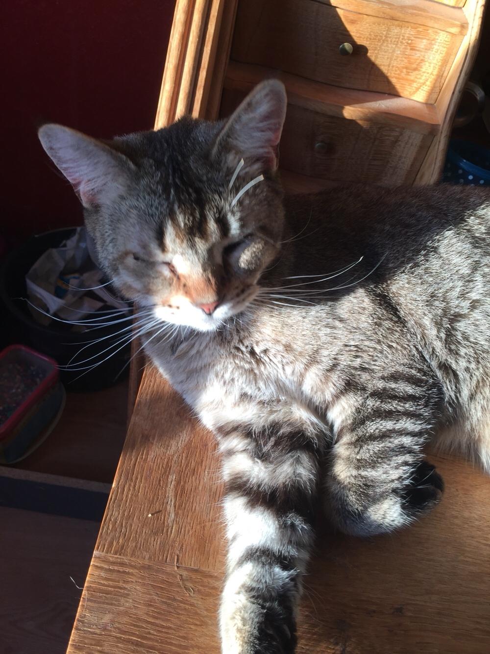 Huskat Alien billede 9