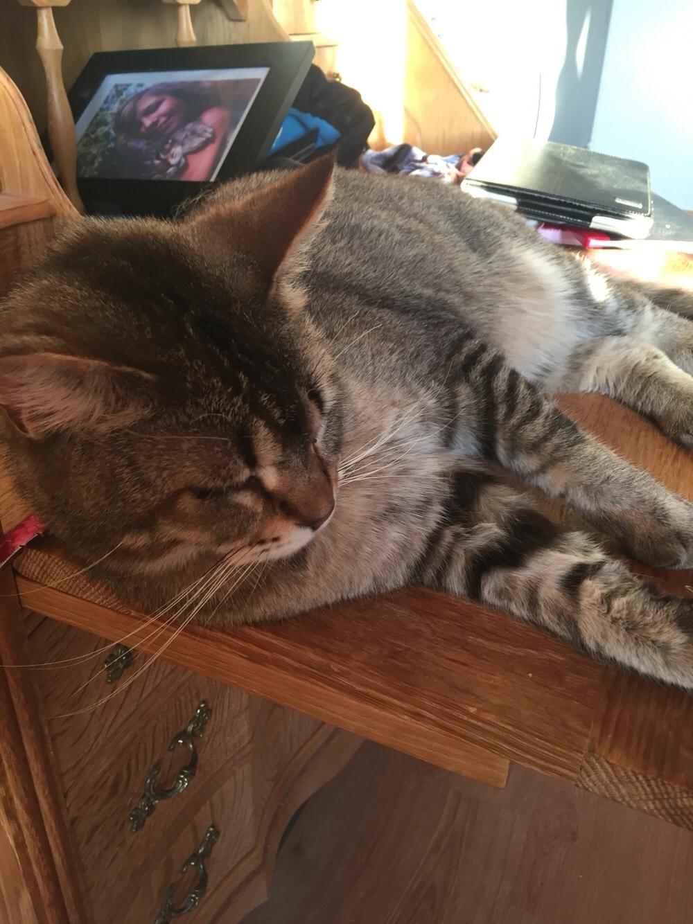 Huskat Alien billede 10