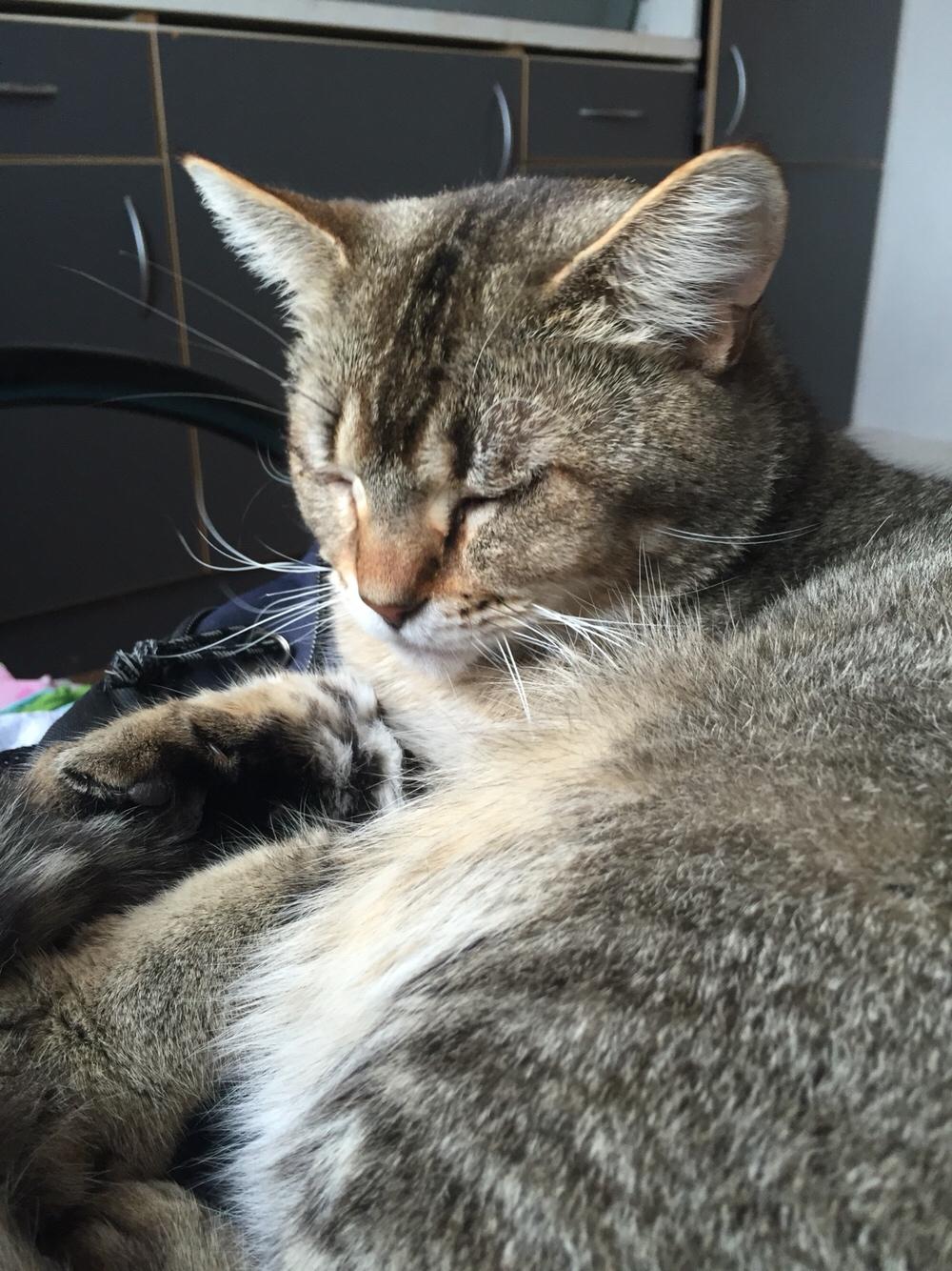 Huskat Alien billede 11