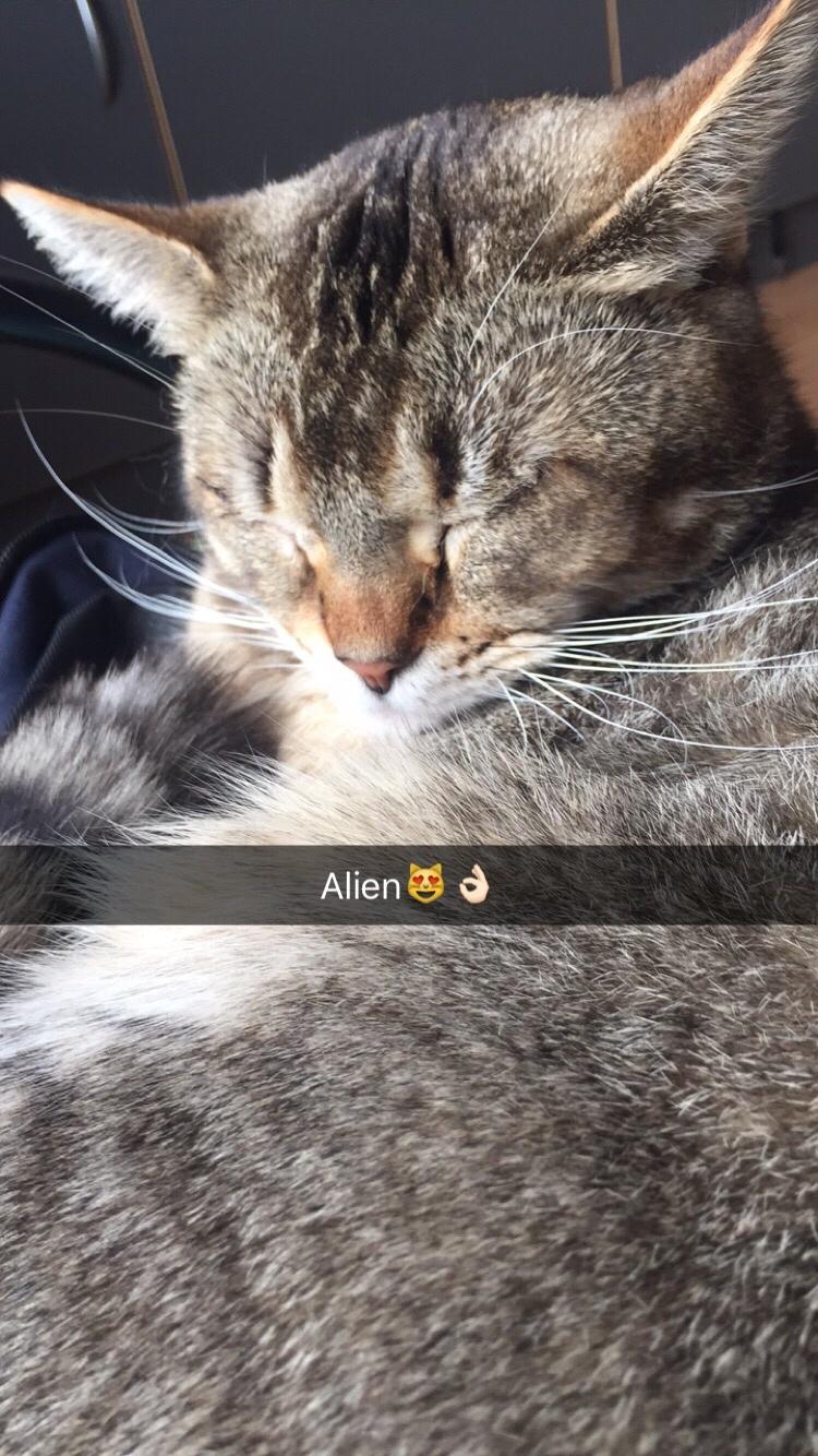 Huskat Alien billede 12