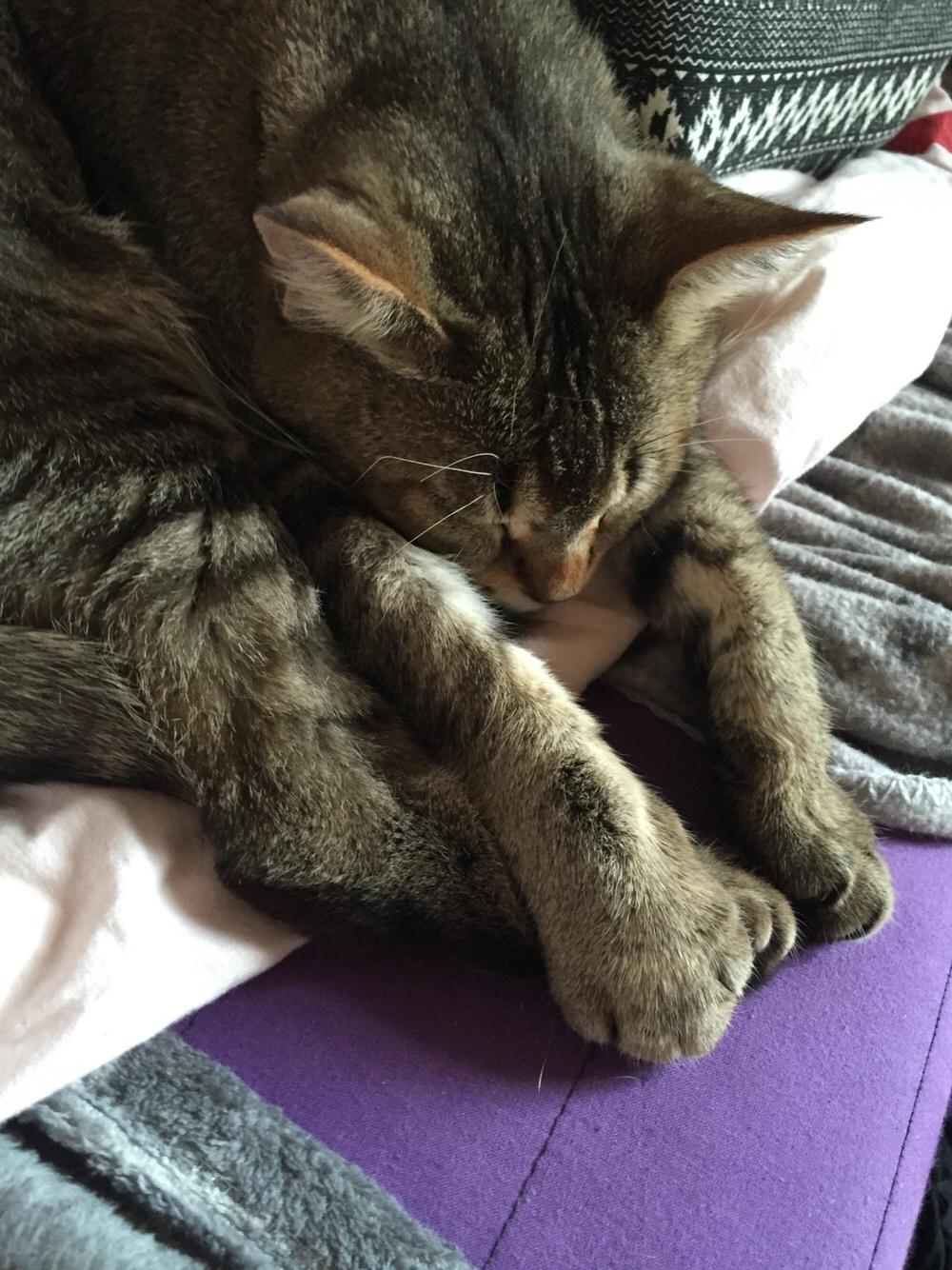 Huskat Alien billede 5