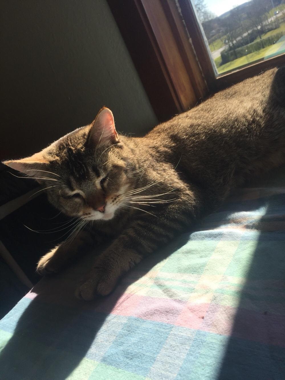 Huskat Alien billede 13