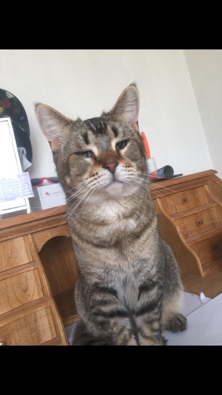 Huskat Alien billede 15