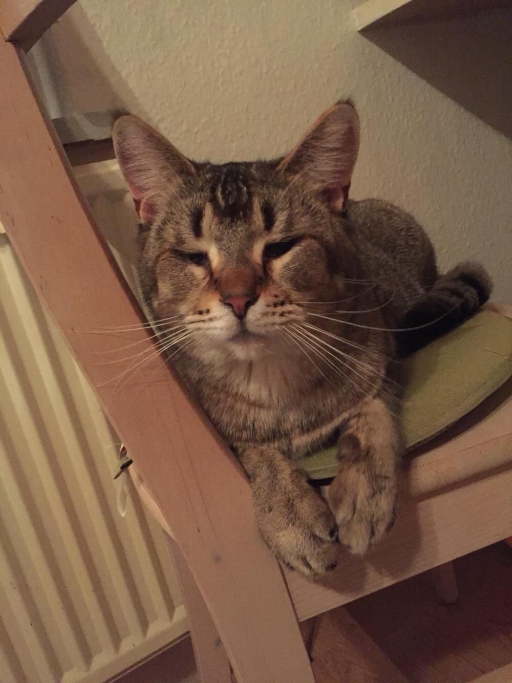 Huskat Alien billede 16