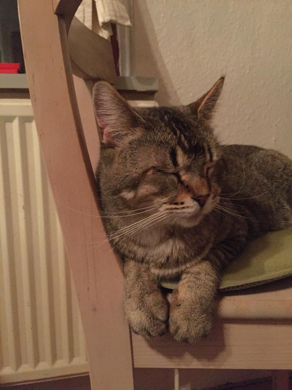 Huskat Alien billede 17