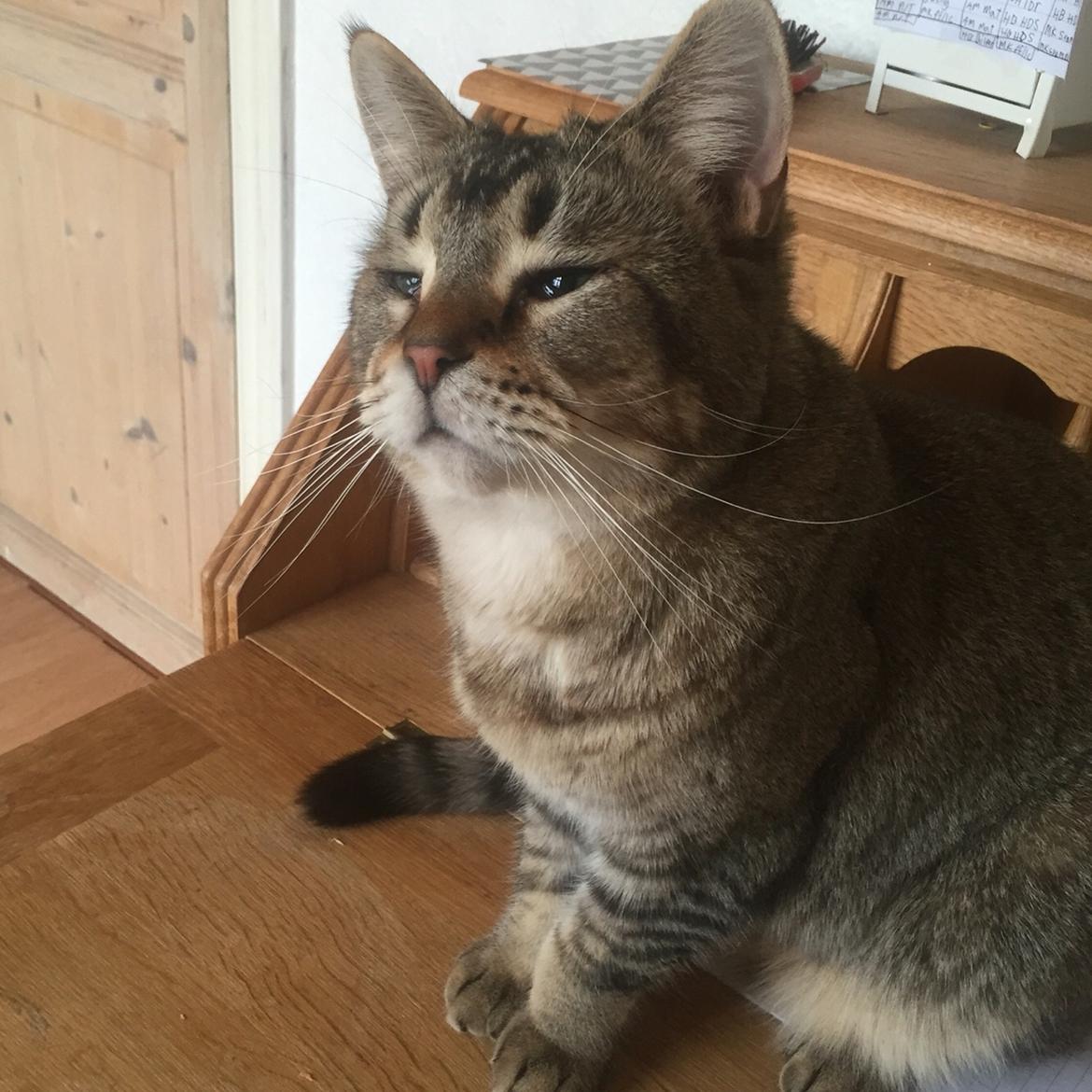 Huskat Alien billede 21