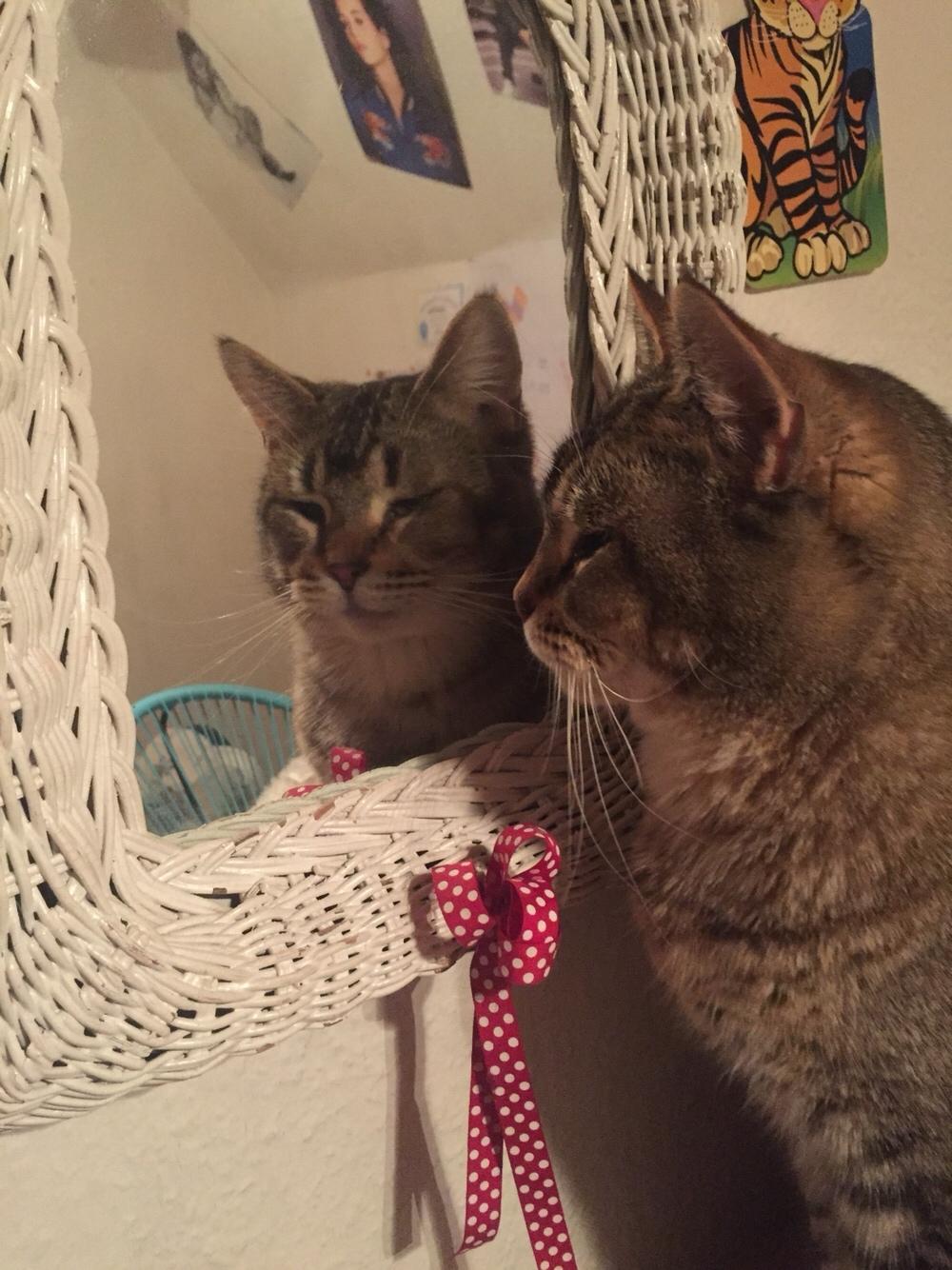 Huskat Alien billede 22