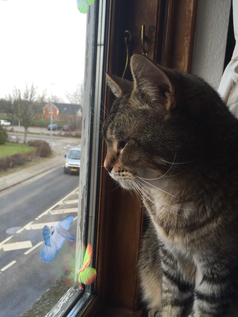 Huskat Alien billede 23