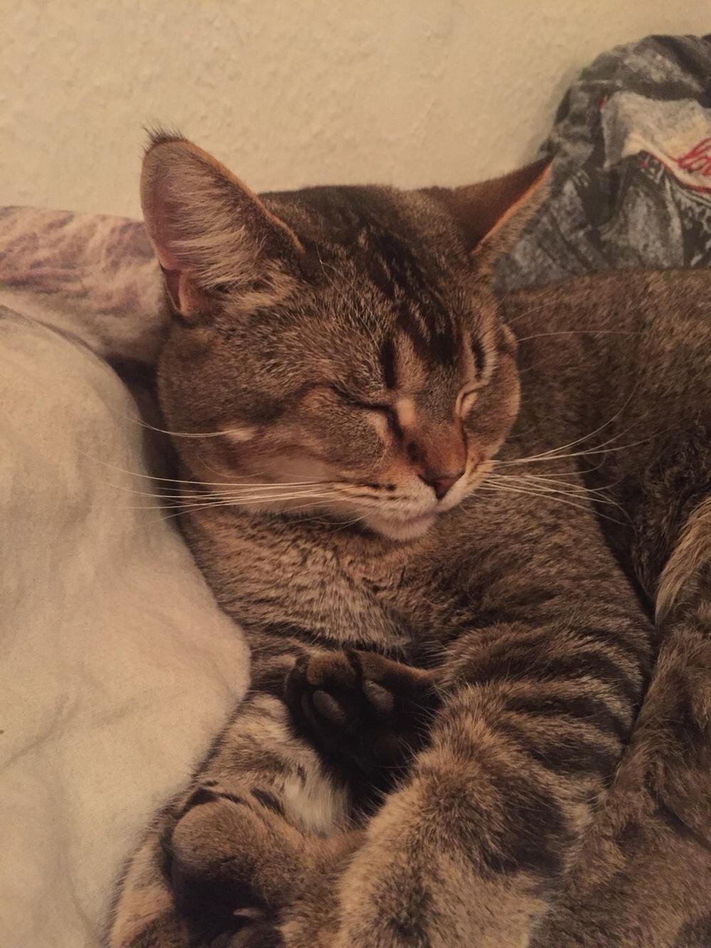 Huskat Alien billede 24