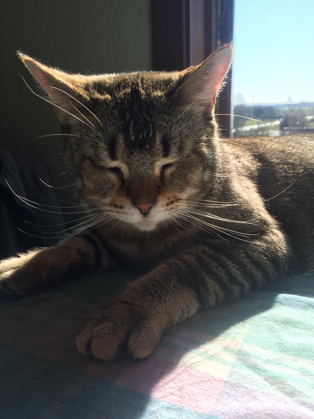 Huskat Alien billede 14