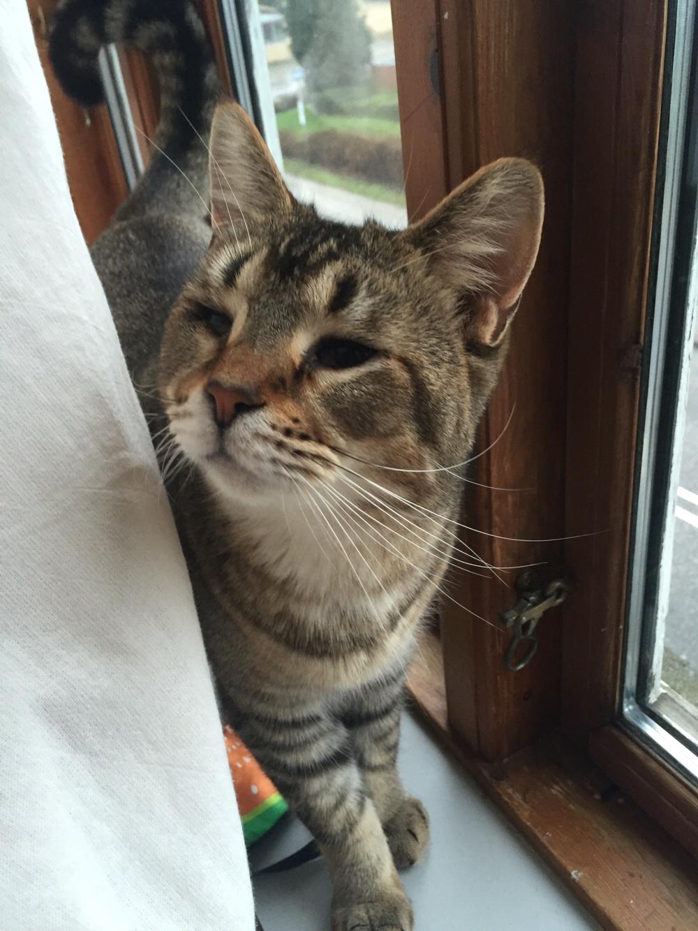 Huskat Alien billede 25