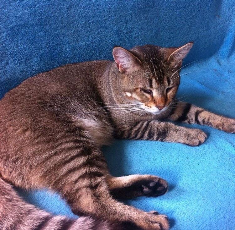 Huskat Alien billede 26