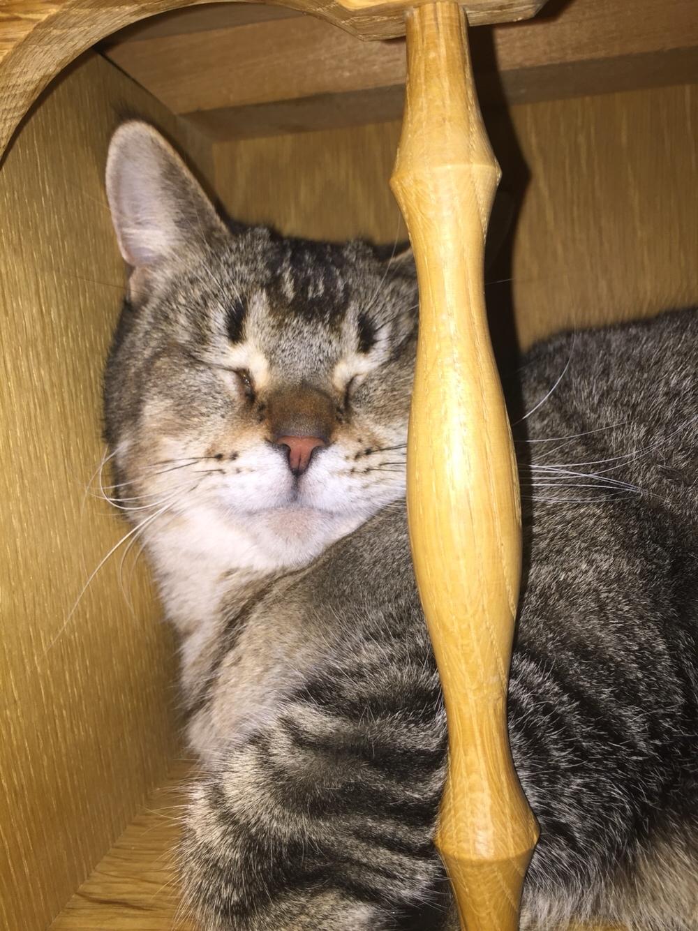 Huskat Alien billede 27