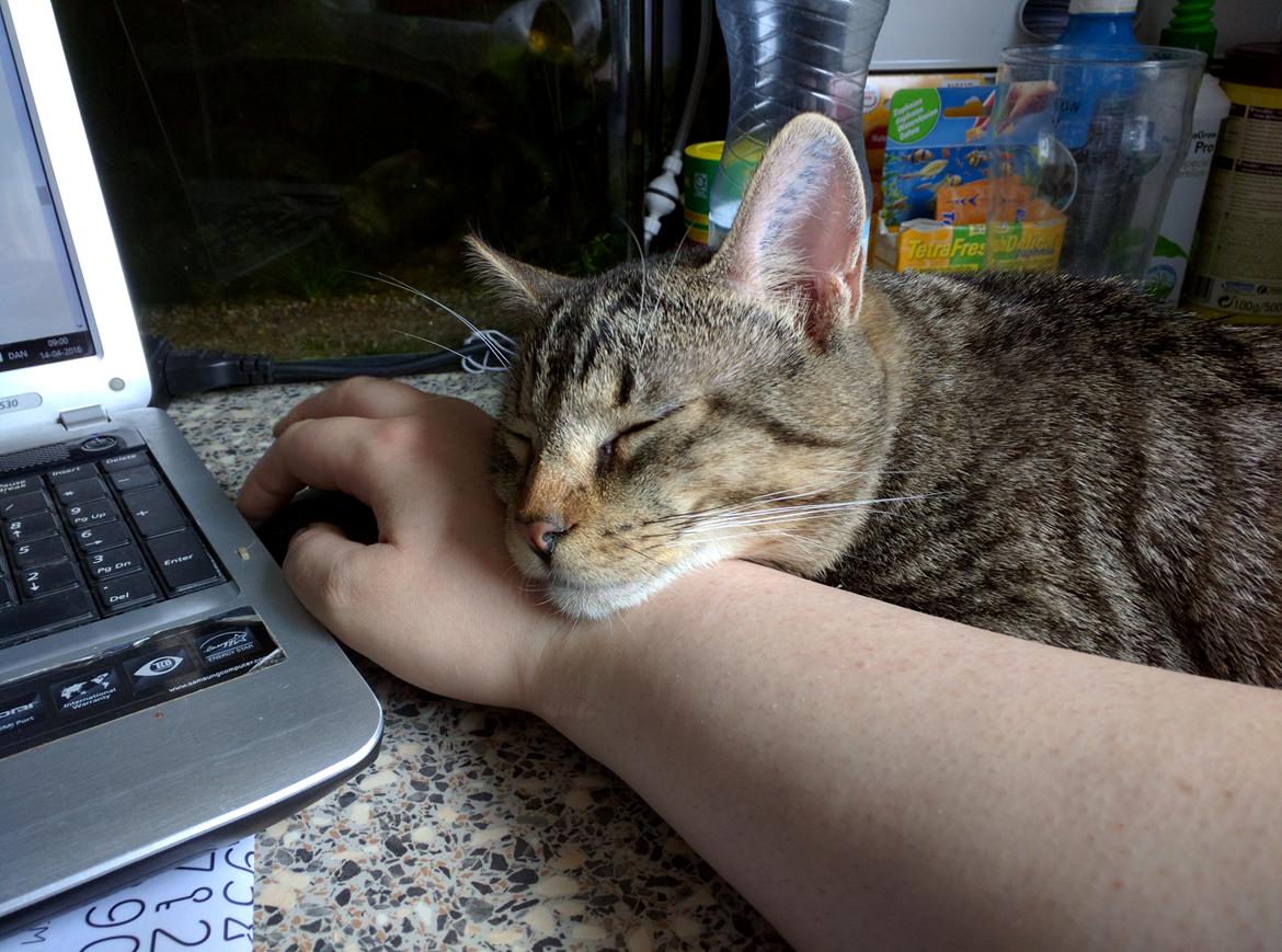 Huskat Tarzan billede 10