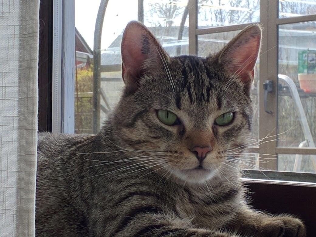 Huskat Tarzan billede 8