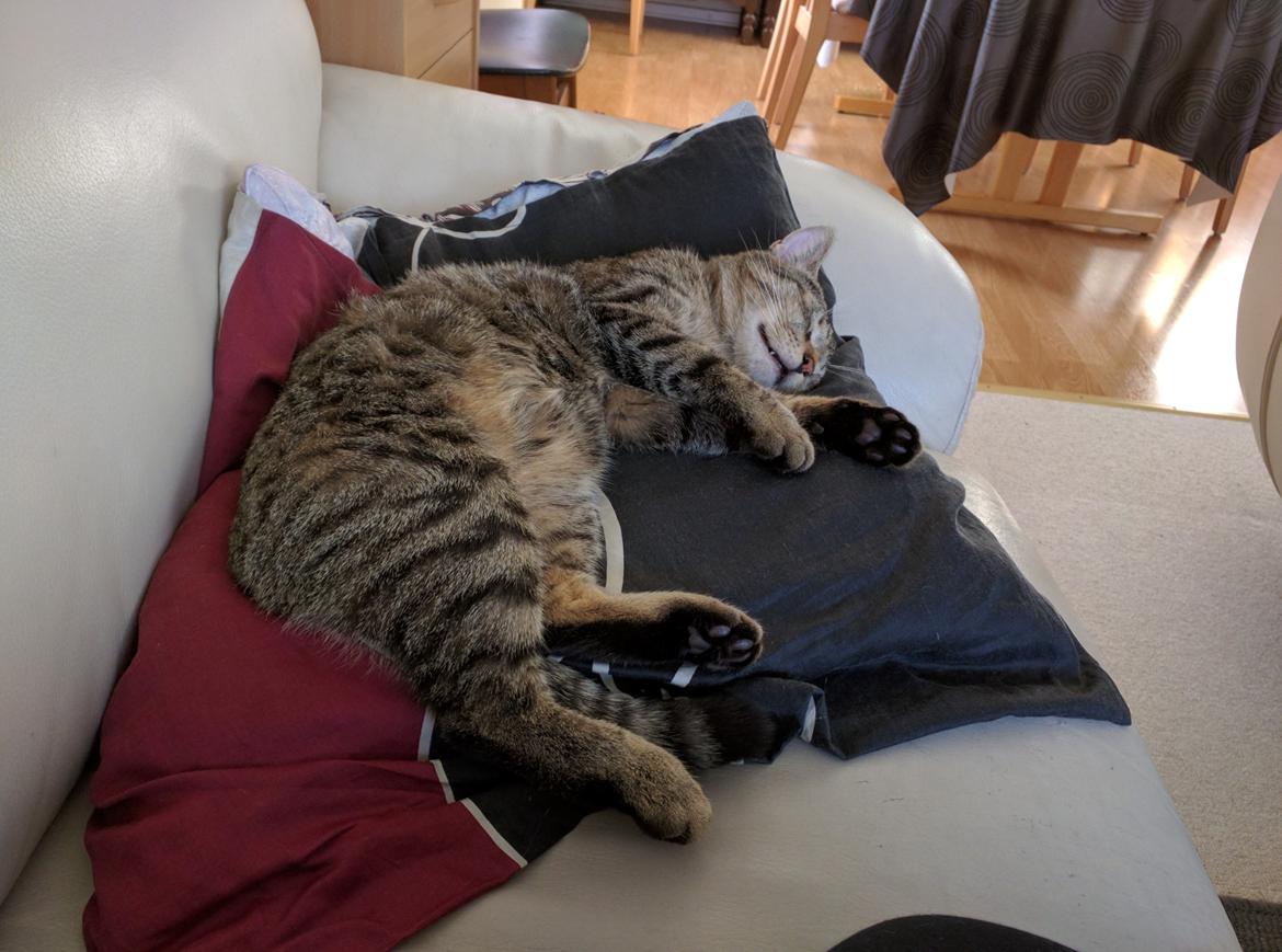 Huskat Tarzan billede 13