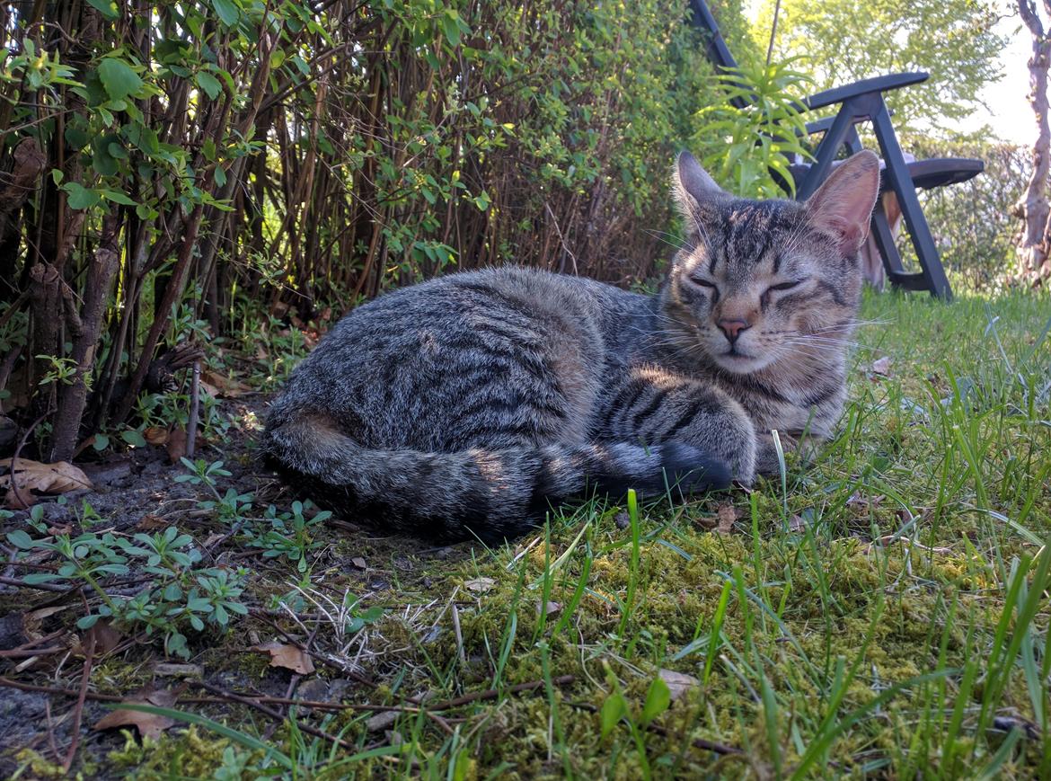 Huskat Tarzan billede 15