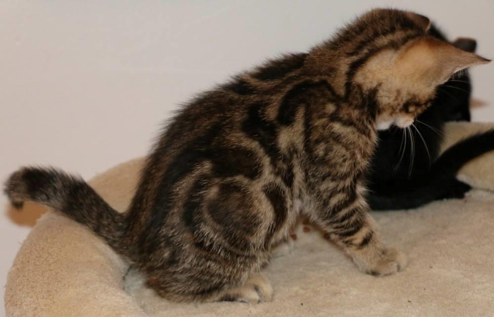 Huskat Mr. Tomiss billede 40