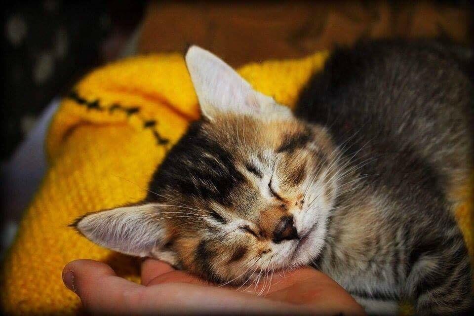 Huskat Alien billede 32