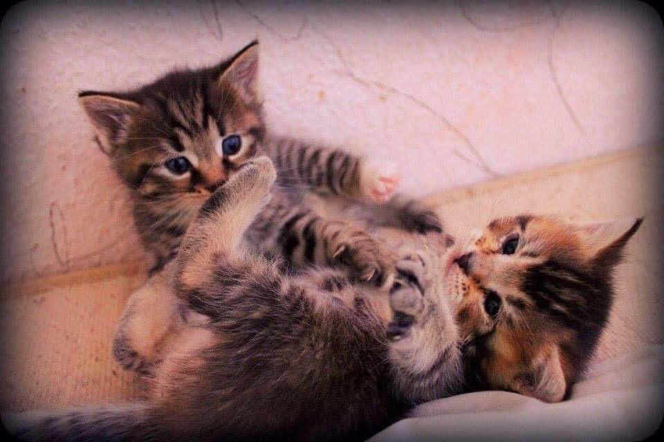 Huskat Alien billede 29