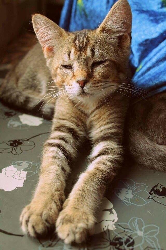 Huskat Alien billede 33