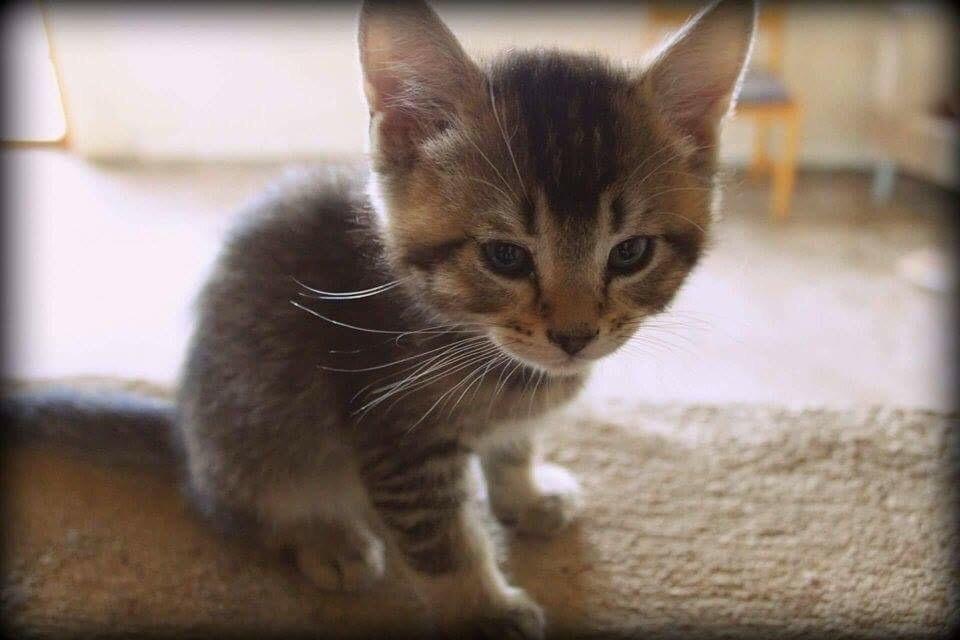 Huskat Alien billede 34