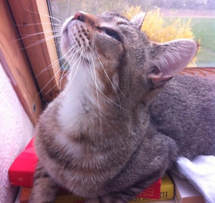 Huskat Alien billede 31