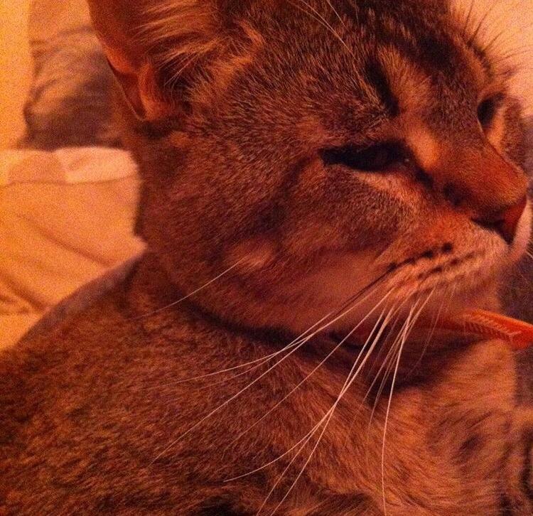 Huskat Alien billede 30