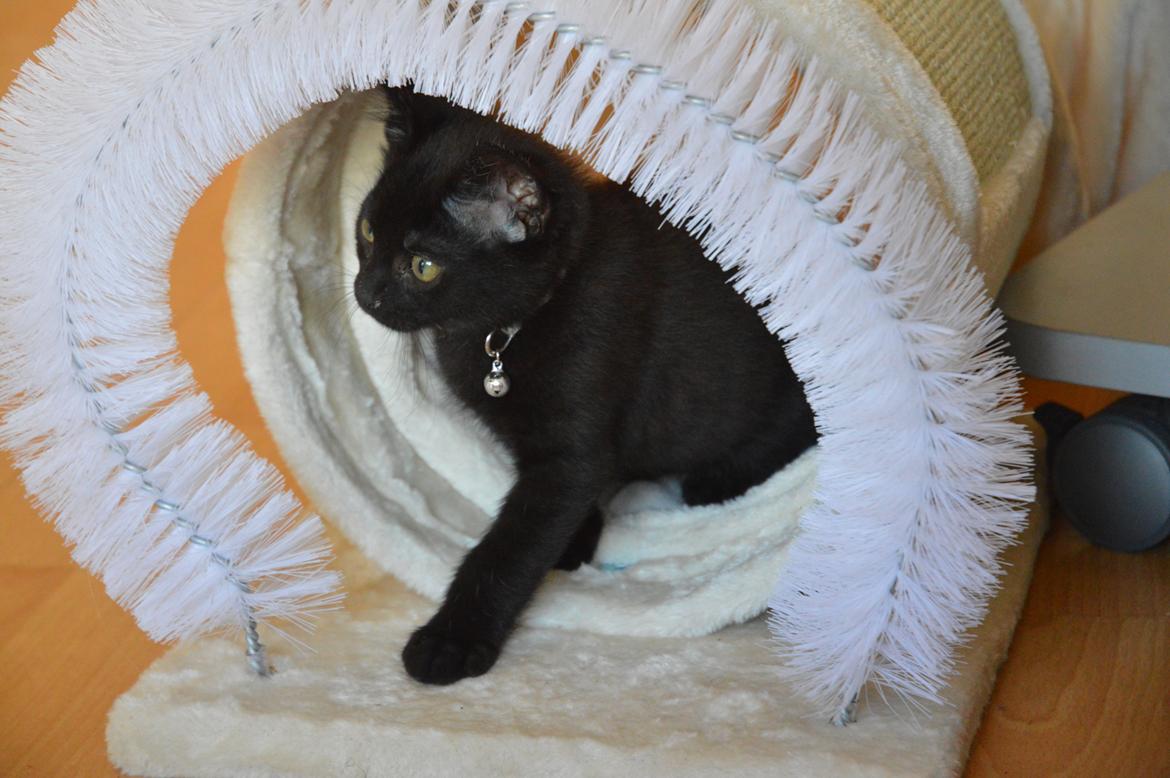 Huskat Elvis(himmelkat) billede 1