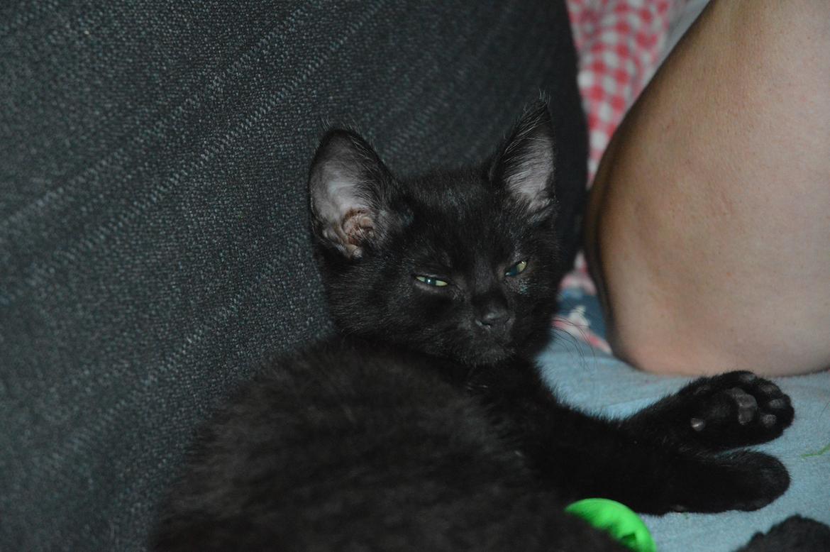 Huskat Elvis(himmelkat) billede 3