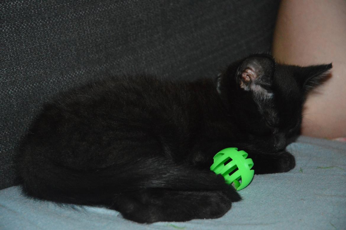 Huskat Elvis(himmelkat) billede 5