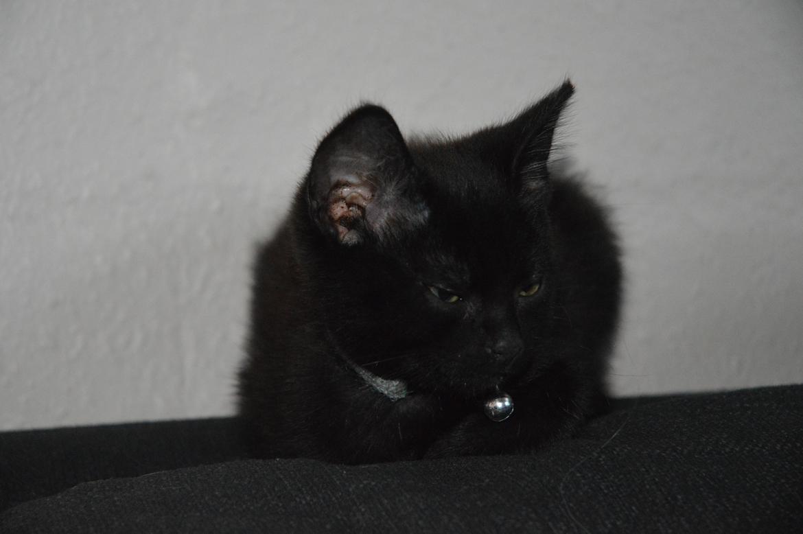 Huskat Elvis(himmelkat) billede 6