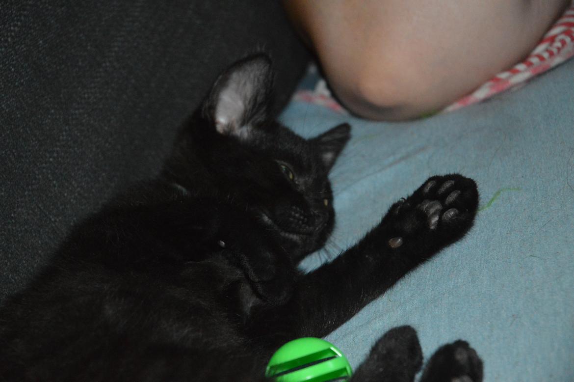 Huskat Elvis(himmelkat) billede 7