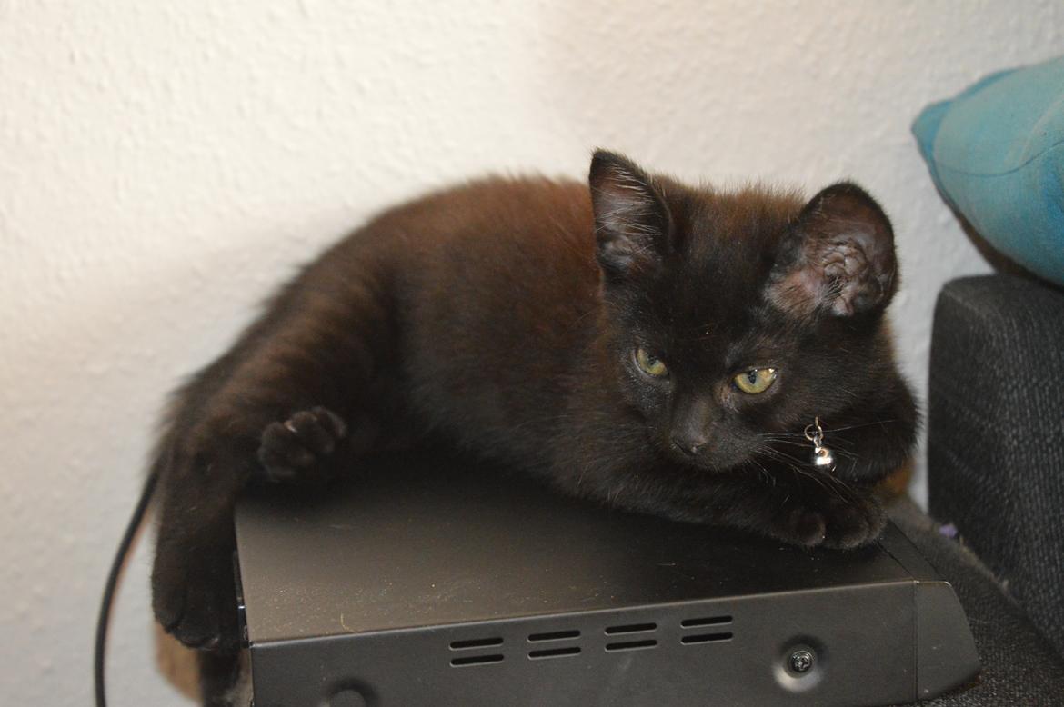 Huskat Elvis(himmelkat) billede 8