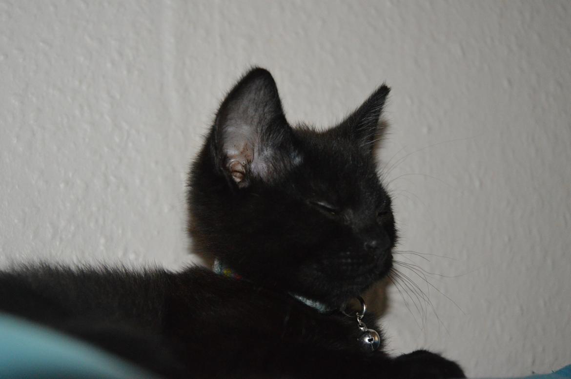 Huskat Elvis(himmelkat) billede 9