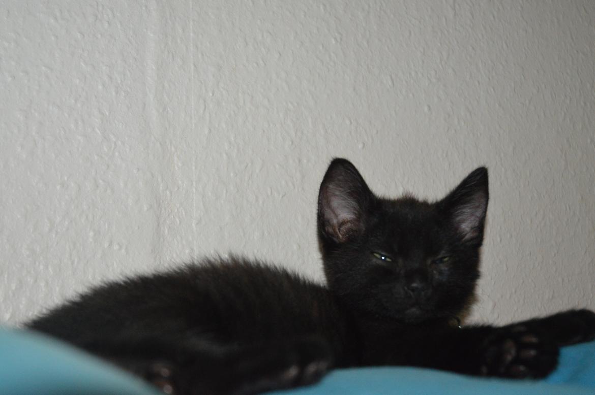 Huskat Elvis(himmelkat) billede 2