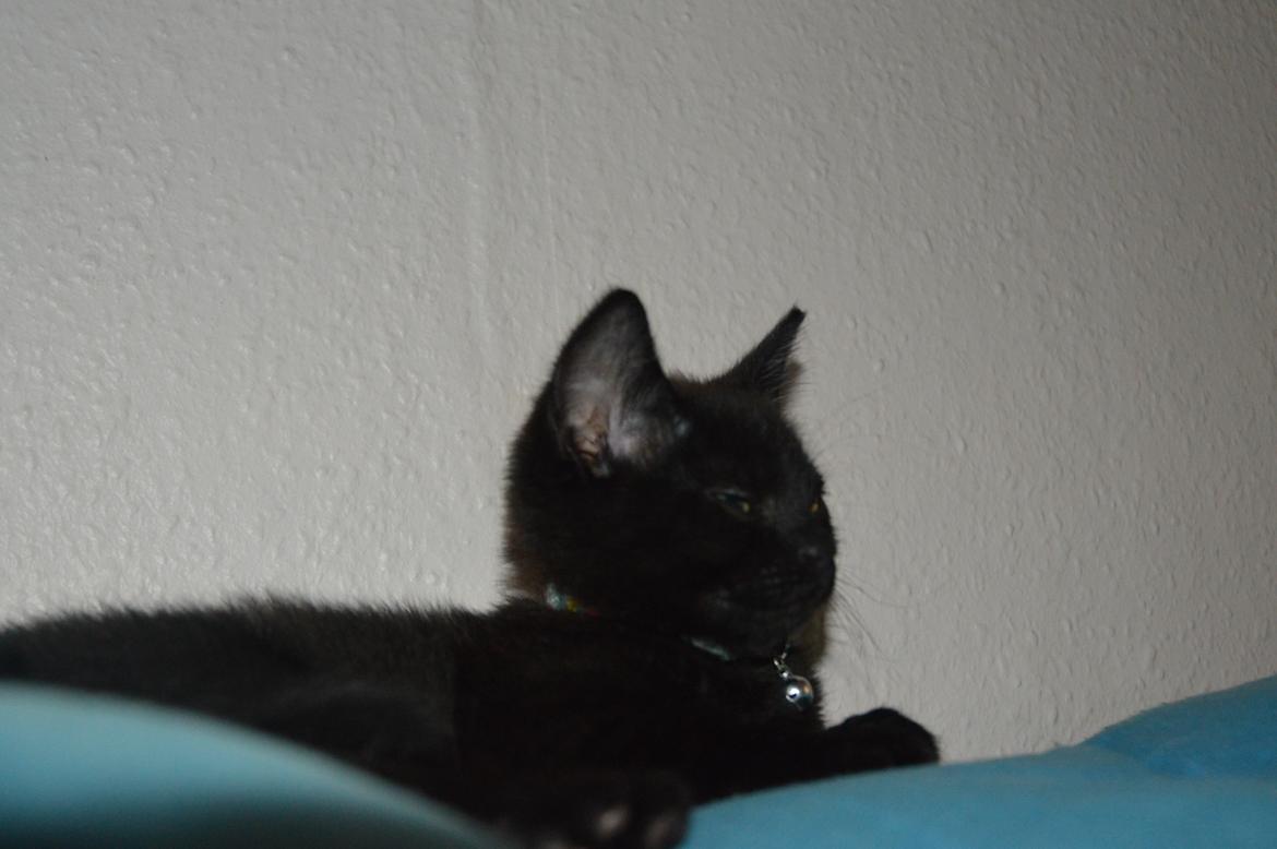 Huskat Elvis(himmelkat) billede 10