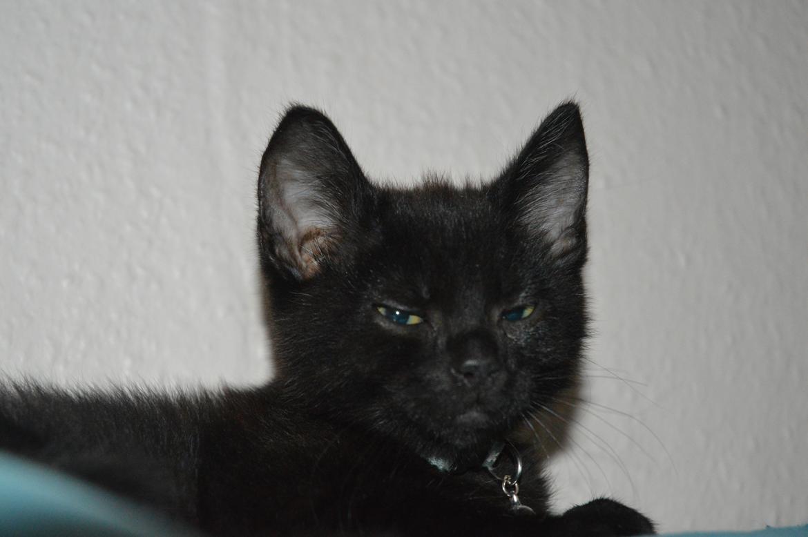 Huskat Elvis(himmelkat) billede 4