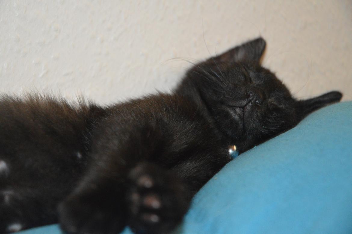 Huskat Elvis(himmelkat) billede 11