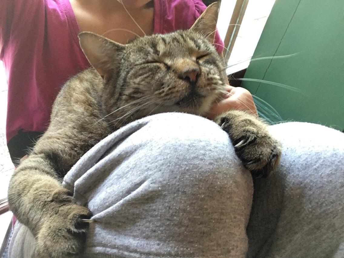 Huskat Sofus <3 billede 3