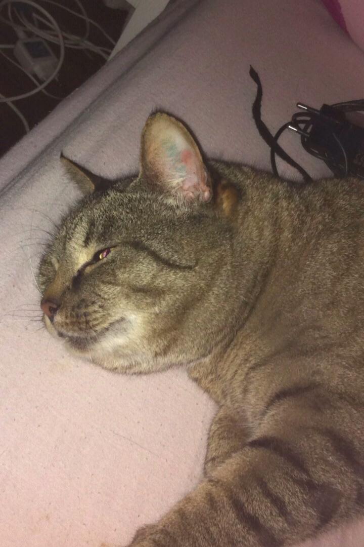 Huskat Sofus <3 billede 6