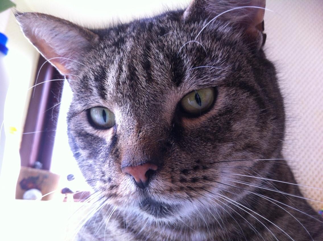 Huskat Sofus <3 billede 10