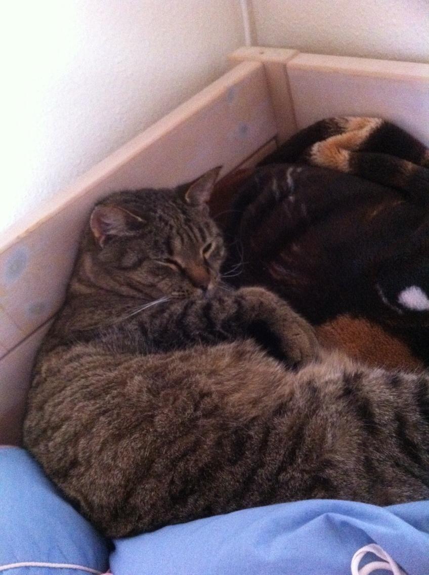 Huskat Sofus <3 billede 12