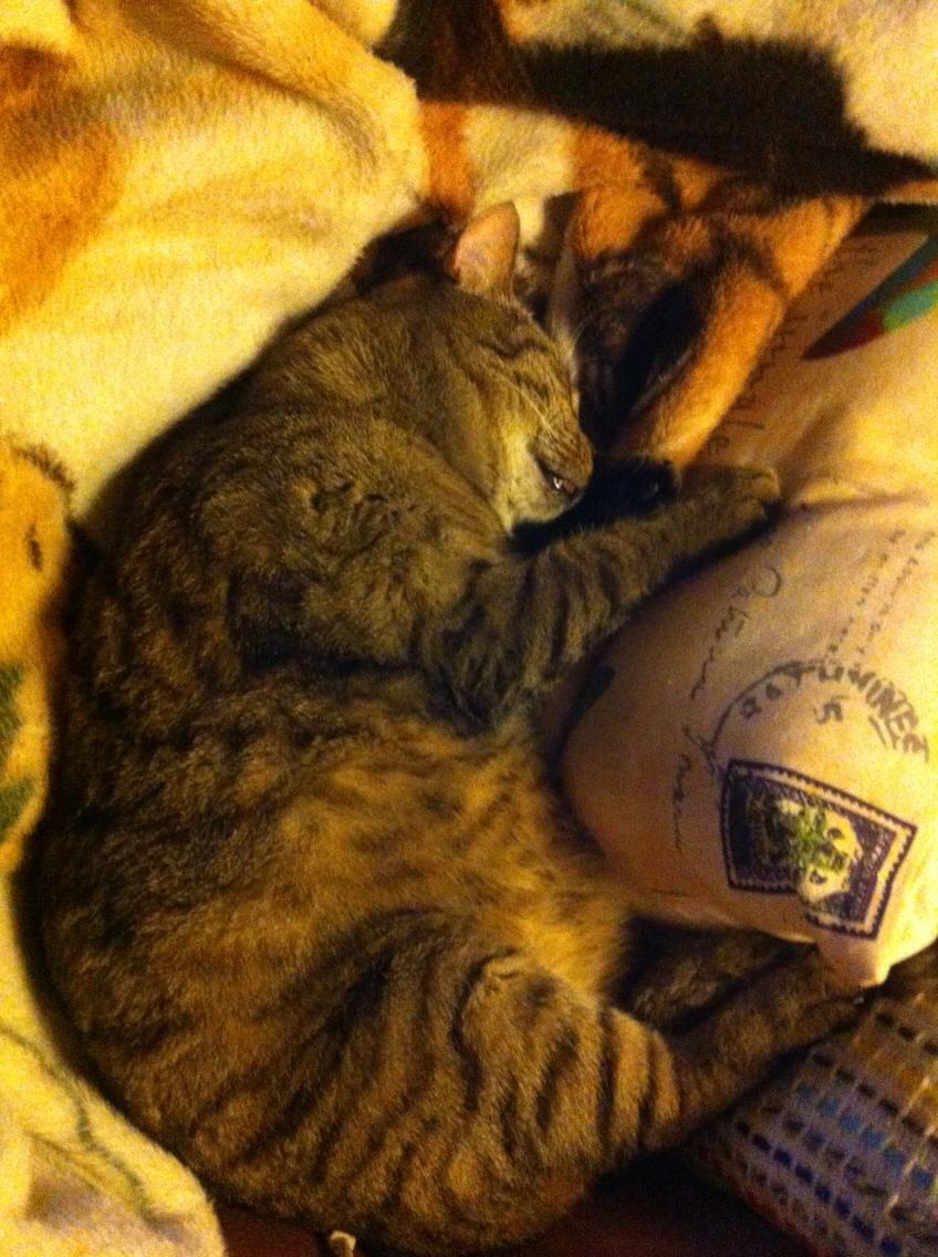 Huskat Sofus <3 billede 13