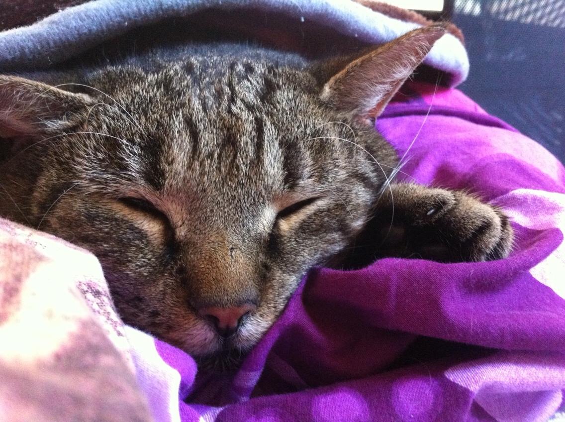 Huskat Sofus <3 billede 9